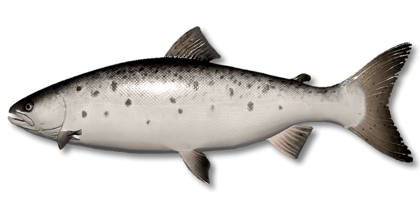 Caspian Brown Trout | Russian Fishing 4 | Interactive maps | Cafe orders options