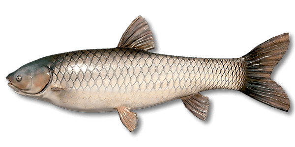 Grass Carp | Russian Fishing 4 | Interactive maps | Cafe orders options