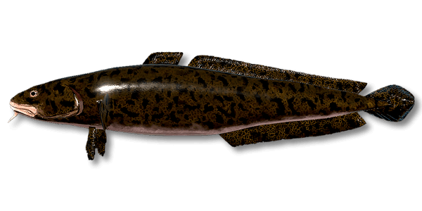 Burbot | Russian Fishing 4 | Interactive maps | Cafe orders options