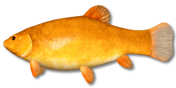 Golden Tench | Russian Fishing 4 | Interactive maps | Cafe orders options