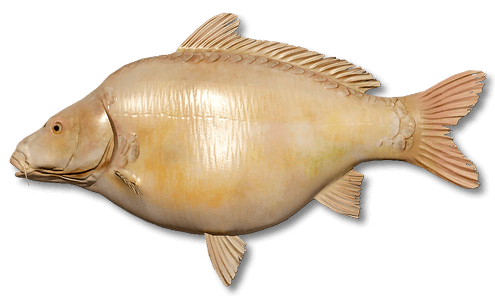 Scaleless Albino Carp | Russian Fishing 4 | Interactive maps | Cafe orders options