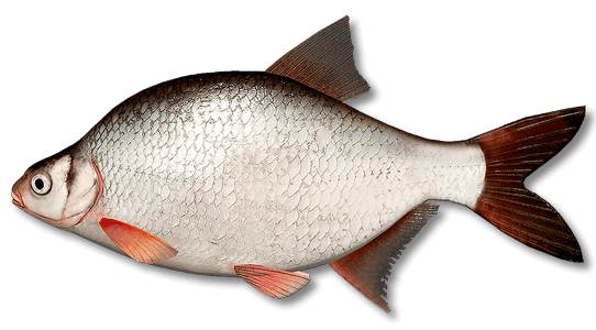 White Bream | Russian Fishing 4 | Interactive maps | Cafe orders options