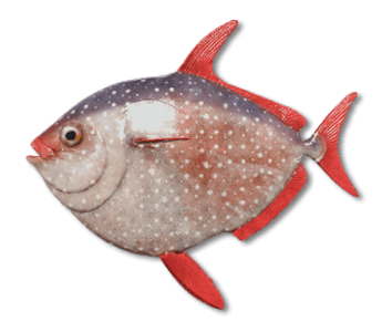 Opah | Russian Fishing 4 | Interactive maps | Cafe orders options