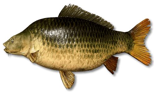 Common Carp | Russian Fishing 4 | Interactive maps | Cafe orders options