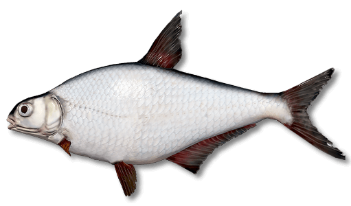 White-eye Bream | Russian Fishing 4 | Interactive maps | Cafe orders options