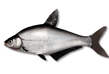 Blue Bream | Russian Fishing 4 | Interactive maps | Cafe orders options