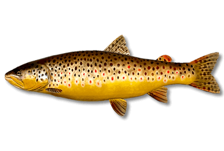 Brown Trout | Russian Fishing 4 | Interactive maps | Cafe orders options