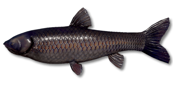 Black Carp | Russian Fishing 4 | Interactive maps | Cafe orders options